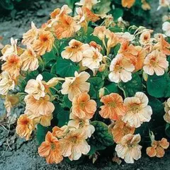 【花の種】ナスターチウム　チップトップ アプリコット　２０粒　ナスターチューム