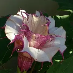 チョウセンアサガオ 種1000粒 ダシュラ 朝鮮朝顔 家庭菜園 観葉植物 園芸 チョウセンアサガオ 種300粒 ダシュラ 園芸 朝鮮朝顔 家庭菜園 観葉