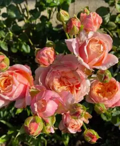 バラ苗 入手困難 超希少 切り花 四季咲き　レアバラ Elena バラ苗 入手困難 超希少 切り花 四季咲き レアバラ Elena - メルカリ