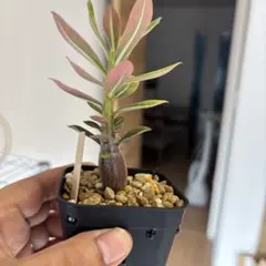 アデニウム オベスム 実生苗 塊根植物 コーデックス速達のサムネイル