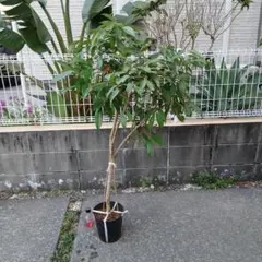 ライチ苗 品種ジャカパット 8号不織布 小さな実付 - メルカリ