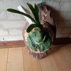 P. SUPER BUM 【もみじ様専用品】