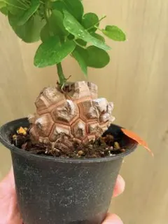 2026年最新】アフリカ亀甲竜の人気アイテム - メルカリ