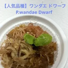 【人気品種】ワンダエ ドワーフP.wandae Dwarfのサムネイル