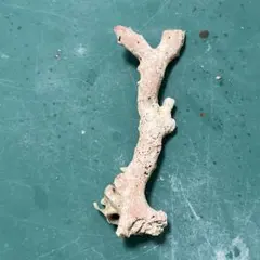 珊瑚原木「室戸産」