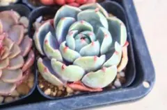 2026年最新】ロンギシマ 多肉の人気アイテム - メルカリ