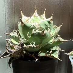 2026年最新】アガベ シーザー 親株の人気アイテム - メルカリ