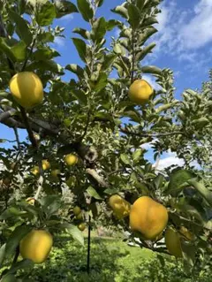 あめぴ様専用ページ　シナノゴールド　家庭用　農家直送