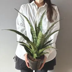 美株 希少 サンスベリアビューティークイーン 中株 レア 鉢ごと