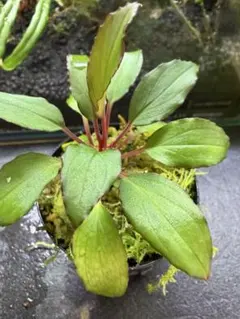 Homalomena sp. 'Honey Bee' from kapuas - メルカリ