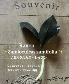 2025年最新】ソテツ 希少の人気アイテム - メルカリ