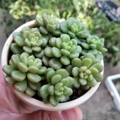 現品 アエオニウム リトルフォックス 抜き苗 多肉植物 - メルカリ