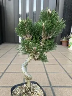 2026年最新】黒松小品盆栽の人気アイテム - メルカリ