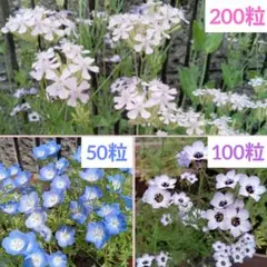 オルレア　ニゲラ種　花種　オルレア　桃色たんぽぽ　スカピオサ　ニゲラ　オルレア種 花の種 オルレア 花種 桃色たんぽぽ スカビオサ ニゲラ ニゲラ種