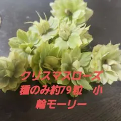 モーリー×レッドモーリーメビウス☆クリスマスローズ種子☆フル多弁※苗