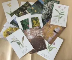 78794セール現品限 外国切手 ナミビア発行植物3種揃 - メルカリ