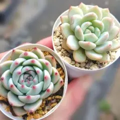 さちこ様 リクエスト 2点 まとめ商品