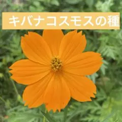 キバナコスモスの種 たっぷり1000粒以上！！ オレンジのコスモス畑を