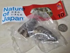日本の生き物✩⑩マガキ✩カプセルトイ✩2個セットガチャ✩フィギュア