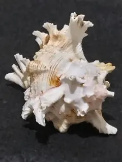 2025年最新】テングガイの人気アイテム - メルカリ