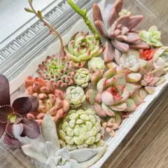 NEW❗️ 【レア種】花火入り　多肉植物詰め合わせ　多肉植物カット　多肉弁当❣️