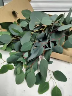 ポポラス インテリア