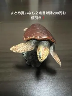 ユージン　原色図鑑シリーズ７　原色爬虫類カメ目図鑑 12. アカウミガメ