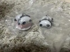 たれぱんだ マスコットチャーム めじるしアクセサリー 2種　サンエックス