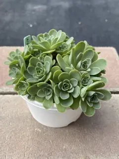 すみチャン様 リクエスト 2点 まとめ商品