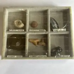 2026年最新】古代魚の化石の人気アイテム - メルカリ