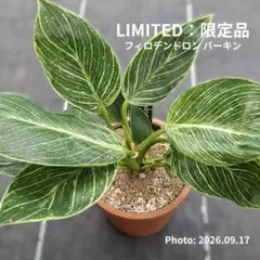【メル市最終日特価】フィロデンドロン バーキン #007（3号丸プラ鉢）個人株