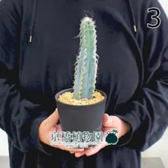 トリコケレウス・パチャノイ（サンペドロ）の苗 - メルカリ