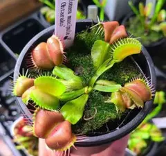セファロタス ビッグボーイ(Big Boy)① 食虫植物 【匿名配送】 - メルカリ