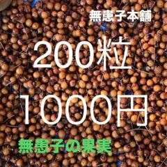 無患子本舗　ムクロジ果実200粒2025年1月採取
