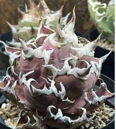 アガベ 緋紅牡丹 天芽 アガベ沼に落ちた話30「緋紅牡丹」｜mare_agave