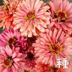 ❀専用❀ アッコ様 ジニア セニョリータ ピンクミックス 種