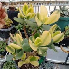 縁起の良い多肉植物「金のなる木」木」（写真R8年5月撮影） - メルカリ