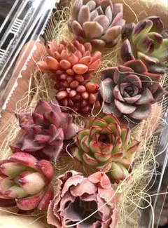 現品のみ❣️紅系8苗詰め合わせセット❣️多肉 韓国苗 寄せ植え カット苗