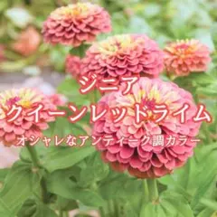 【お花の種】ジニア☆クイーンレッドライム 種子 約10粒！