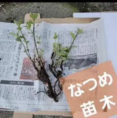 なつめ 苗木(ナツメ、棗)　果樹　No.23のサムネイル