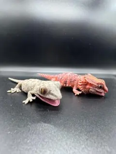 いきもの大図鑑レプティ ニホンヤモリとフトアゴヒゲトカゲ