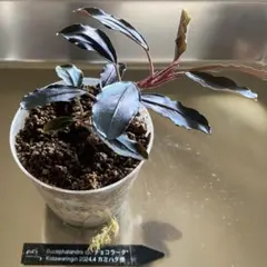 Bucephalandra sp. T-3809-1 ブセファランドラ - メルカリ