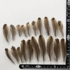 Item thumbnail for item a4e85446-25e5-434c-9f88-4851bcf002a0