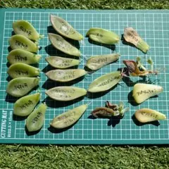 2026年最新】葉挿し 発芽済みの人気アイテム - メルカリ