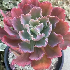 エケベリア　ピンクレディ　中型フリル系の美種！　多肉植物