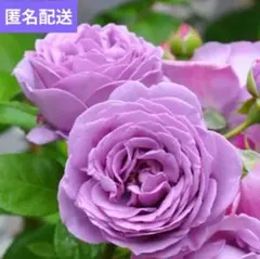 2026年最新】木立バラの人気アイテム - メルカリ