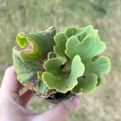 2026年最新】ridleyi dwarf silverの人気アイテム - メルカリ