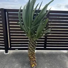 2026年最新】キミガヨランの人気アイテム - メルカリ