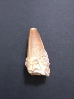 希少】化石 フィトサウルス類レドンダサウルスの歯と装甲セット 大絶滅