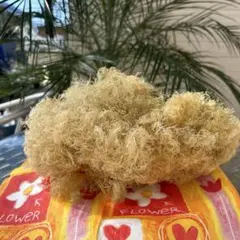 天然ハーブ】背高泡立草 セイタカアワダチソウ1kg 個包装80個前後